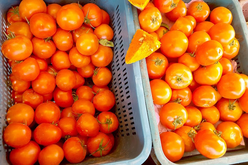 موجة الحر تهدد صادرات الطماطم المغربية