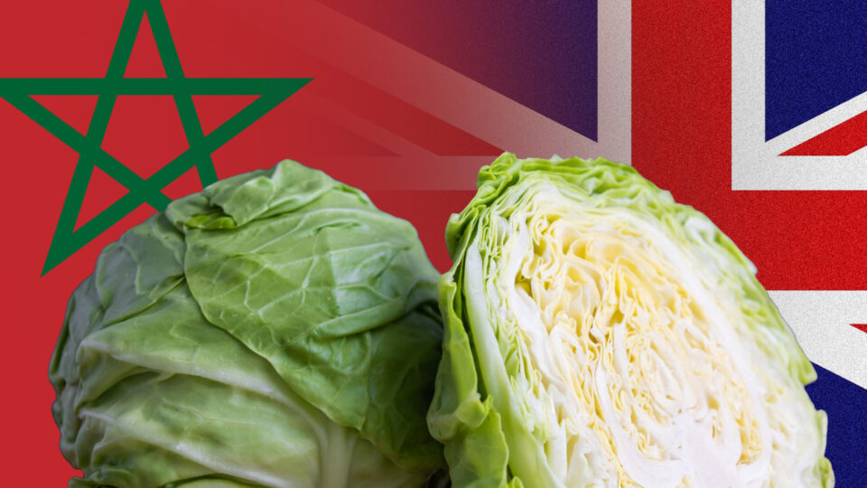صادرات الملفوف المغربي لبريطانيا تتضاعف 10 مرات