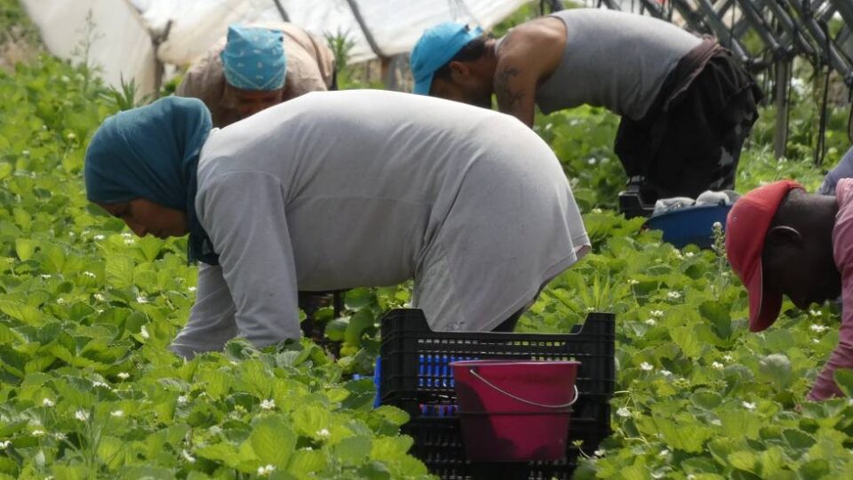 الشركات الإسبانية تنقل نشاطها الفلاحي إلى المغرب