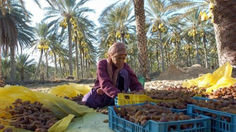 المغاربة يعتمدون على التمور الجزائرية لتأمين احتياجات رمضان