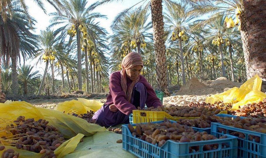 المغاربة يعتمدون على التمور الجزائرية لتأمين احتياجات رمضان