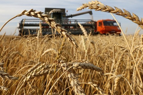 بنك المغرب يتوقع تراجع محصول الحبوب بأزيد من 50 بالمائة