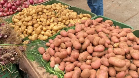 استئناف تصدير البطاطس والبصل إلى إفريقيا.. هل يرفع سعرها في الأسواق المغربية؟