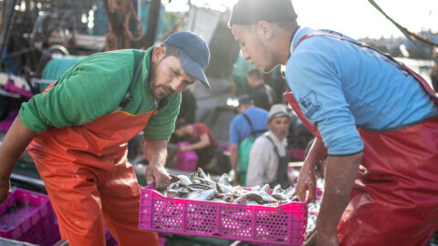 الناجي: “قطاع الصيد البحري بالمغرب لم يصل في تاريخه إلى هذه المرحلة المتأزمة”
