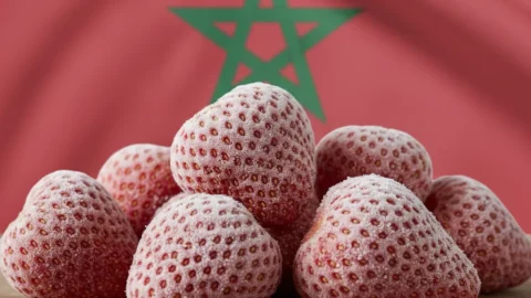 المغرب يحقق رقما قياسيا في صادراته من الفراولة المجمدة إلى الولايات المتحدة