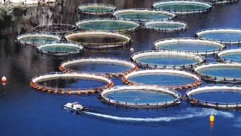 إصلاحات تربية الأحياء المائية تفتح بالمغرب فرص استثمار تفوق مليار دولار