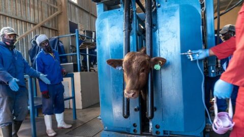 جنوب إفريقيا تستعد لإعلان “حالة الطوارئ” أمام تفشي الحمى القلاعية