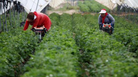 مشغل إسباني يهدد المغربيات العاملات في جني الفراولة بسبب لجوئهن لجمعيات حقوقية