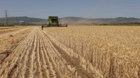 دراسات تتوقع تراجع الحبوب ب 50 في المائة