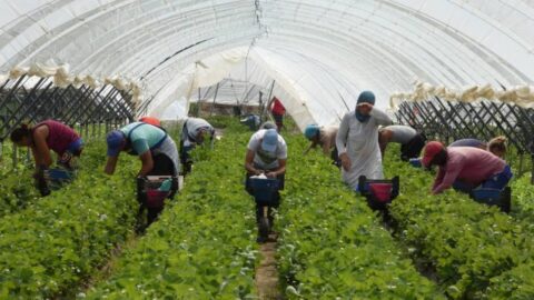 مطالب بتحسين ظروف العاملات المغربيات بإسبانيا