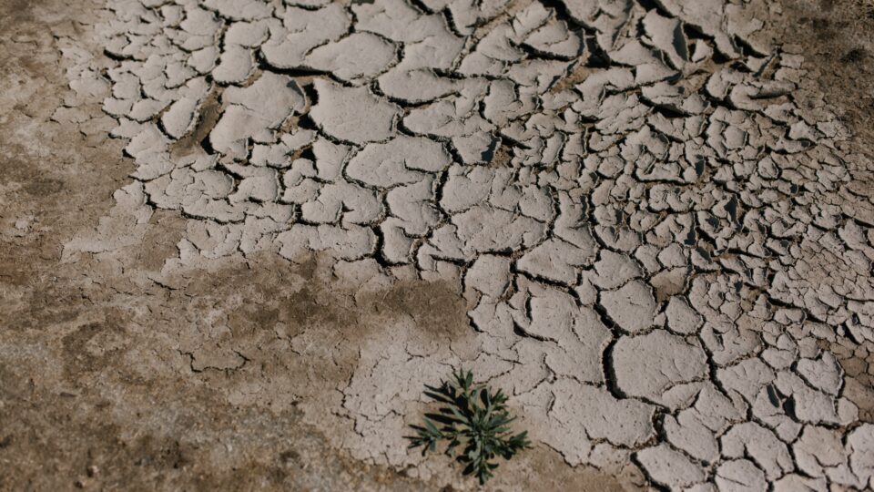 الجفاف يلتهم الأخضر واليابس.. “نداء استغاثة” من أكبر واحة بالمغرب