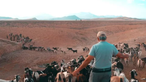 فلاحو جزر الكناري يرفضون استئناف الخط البحري مع المغرب خوفا من المنافسة