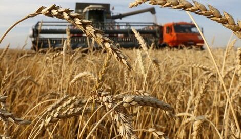 بنك المغرب يتوقع تراجع محصول الحبوب بأزيد من 50 بالمائة