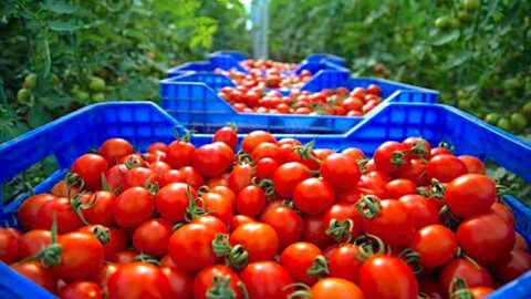 صادرات الطماطم ترتفع ب60% خلال العقد الأخير.. خبير: عملية ضرورية لتغطية حاجيات المغرب الأخرى
