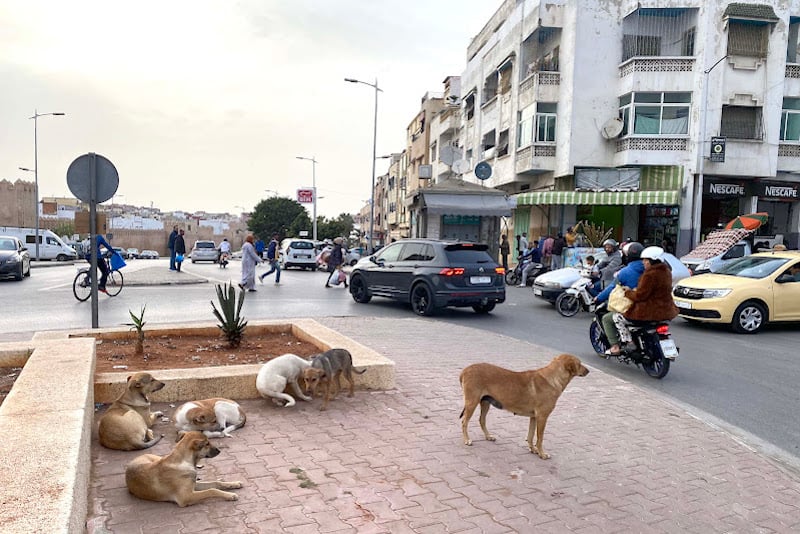 الكلاب الضالة والمسعورة تجر الفتيت للمساءلة