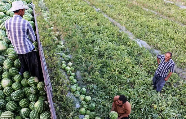 موريتانيا تعتمد على الخبرة المغربية لتطوير منتوجاتها الزراعية