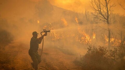 6426 هكتار من الغابات التهمتها النيران سنة 2022