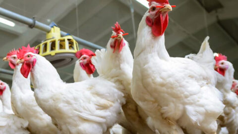 مهنيون يكشفون أسباب انخفاض أسعار الدجاج في الأسواق