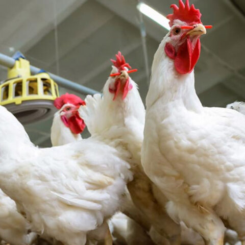 المغاربة يقبلون أكثر على الدواجن.. الاستهلاك السنوي للفرد يتجاوز 23 كلغ و191 بيضة