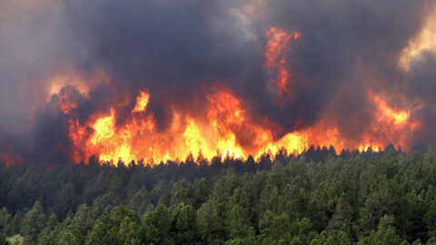 ارتفاع حرارة الأرض يضاعف حرائق الغابات