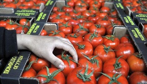 المغرب “يزيح” إسبانيا ويصبح المصدر الأول للطماطم للاتحاد الأوروبي