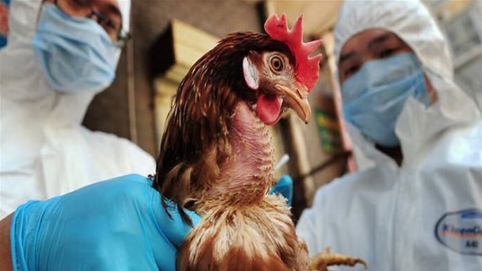 تسجيل أول وفاة بفيروس إنفلونزا الطيور