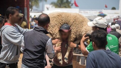 بحث ميداني: ربع المغاربة يقتنون الأضحية قبل يومين من العيد