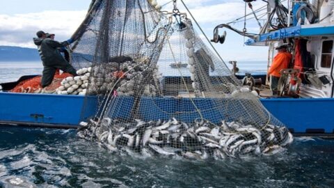 المغرب يرفع صادراته من الأسماك نحو إسبانيا ب40 بالمائة