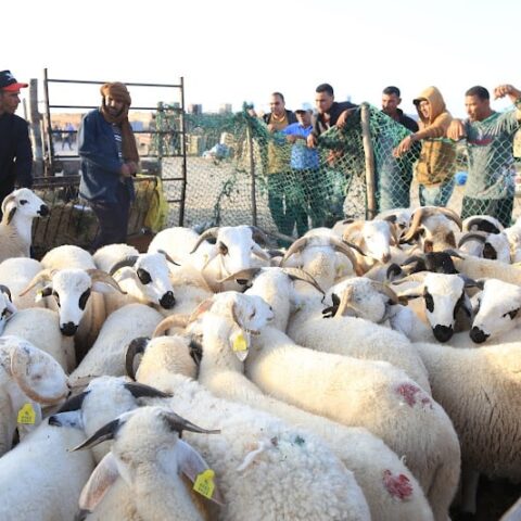 الحكومة تتخذ إجراءات لتجنب “الرفع غير المبرر” في أسعار الأضاحي