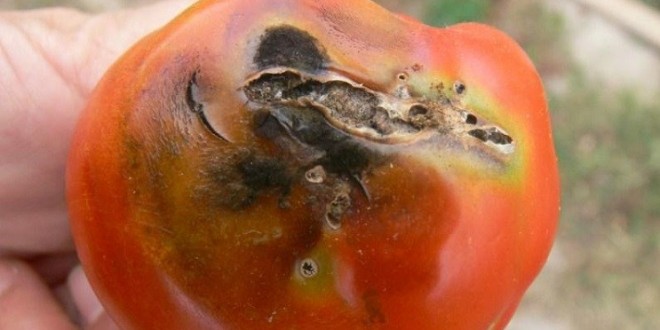 حشرة “توتا أبسولوتا” تسبب خسائر كبيرة لمنتجي الطماطم بمنطقة أكادير
