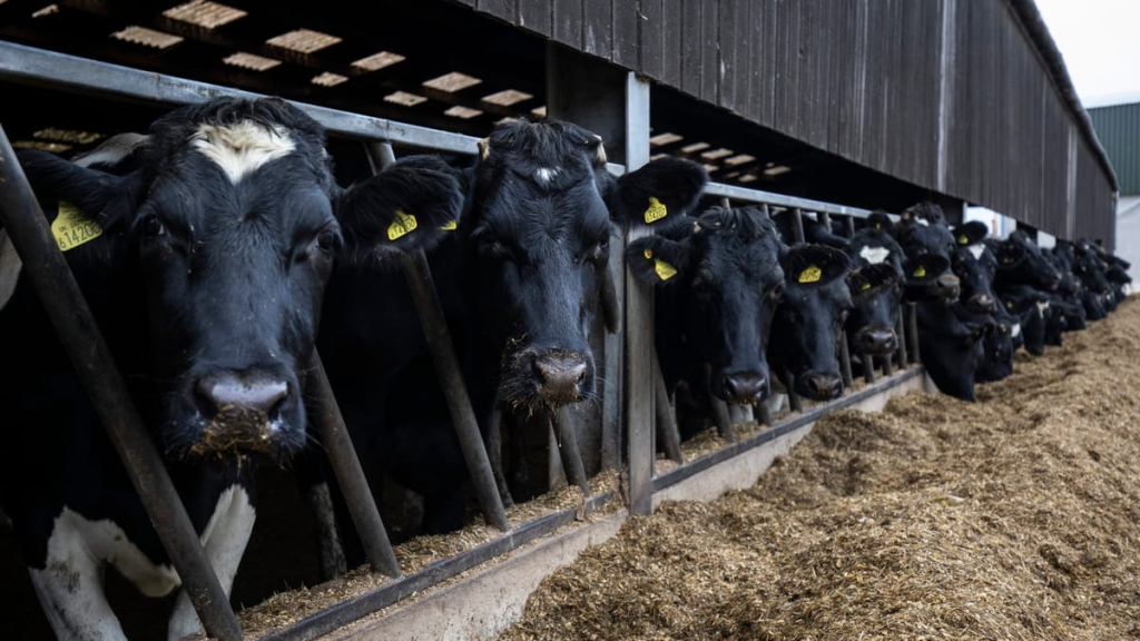 البواري: ذبح أزيد من 27 ألف بقرة مصابة بالسل واقتناء الحليب يجب أن يتم من وحدات مرخصة