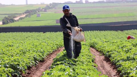 التساقطات المطرية تعيد ارتباط العائلات بإرثها الزراعي في الجنوب الشرقي