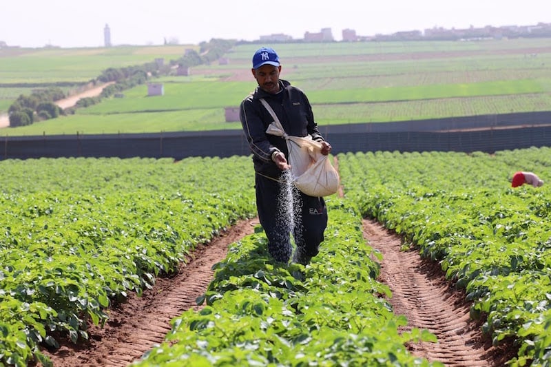 التساقطات المطرية تعيد ارتباط العائلات بإرثها الزراعي في الجنوب الشرقي