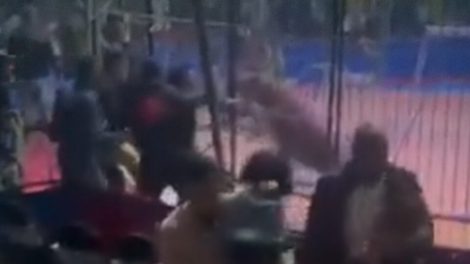 مشهد مرعب.. أسد يلتهم ذراع مدربه في سيرك بمصر وسط ذهول الحضور