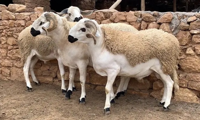 ظهور “الصردي” المغربي في الجزائر يثير قلق الكسابة ويكشف تهريب السلالة الأصيلة