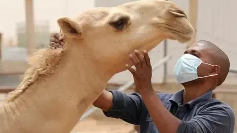 موريتانيا.. تسجيل 19 بؤرة لوباء حمى الوادي المتصدع