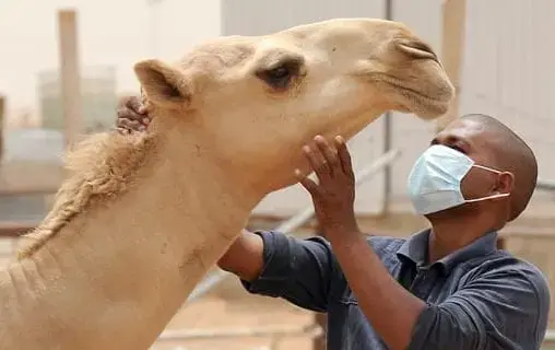 موريتانيا.. تسجيل 19 بؤرة لوباء حمى الوادي المتصدع