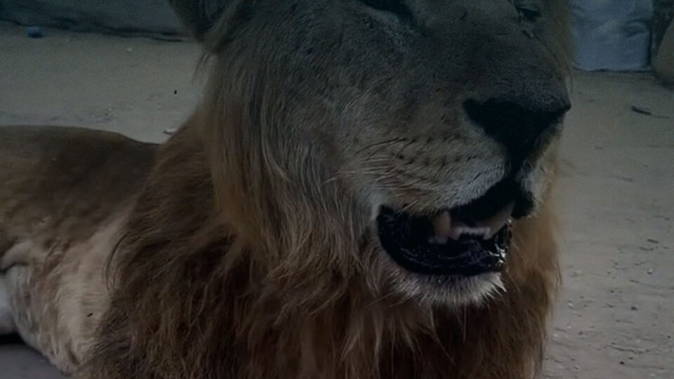 وسط حصار خانق.. تدهور خطير في صحة الأسد “سيمبا” بسبب غياب العلاج والتغذية في غزة