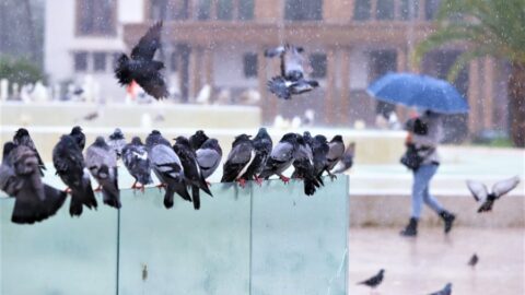 طقس الثلاثاء.. طقس بارد نسبيا مصحوب بصقيع