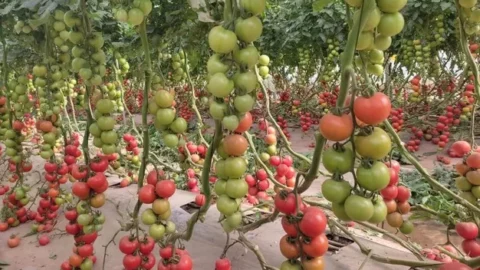 تقرير يحذر من ارتفاع أسعار الطماطم تزامنا مع شهر رمضان المقبل