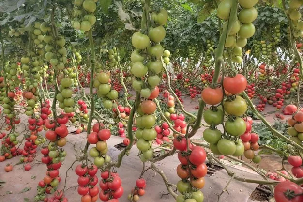 تقرير يحذر من ارتفاع أسعار الطماطم تزامنا مع شهر رمضان المقبل