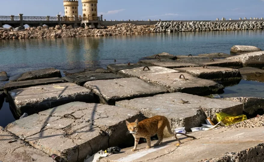 علماء يعثرون على حطام سفينة قديمة قرب الإسكندرية