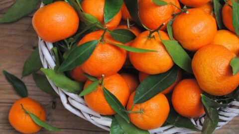 صادرات المغرب من الماندرين إلى روسيا تسجل رقما قياسيا جديدا