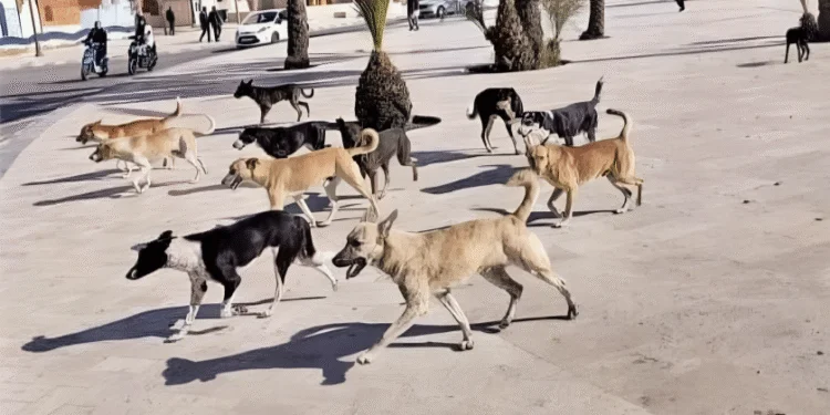 رغم طعن “كازا بيئة”.. القضاء يلزم جماعة البيضاء بتعويض 50 ألف درهم لضحية الكلاب الضالة