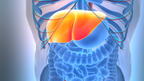 اكتشاف آلية جديدة لتسريع حرق الطاقة داخل الجسم دون آثار جانبية