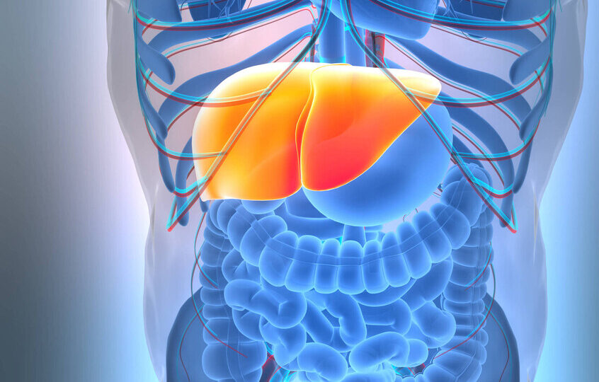 اكتشاف آلية جديدة لتسريع حرق الطاقة داخل الجسم دون آثار جانبية