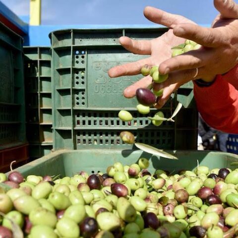 “وفرة بلا حصاد”.. مهني: ضيعات الزيتون تعاني نقصاً حاداً في اليد العاملة