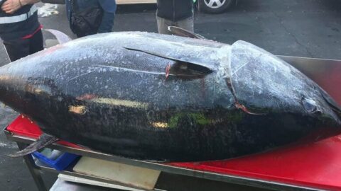 بيع سمكة تونا زرقاء لقاء 3,27 مليون دولار ضمن مزاد في اليابان