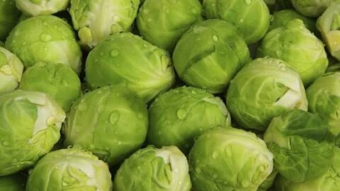 الصدمات المناخية في أوروبا ترفع صادرات المغرب من الكرنب