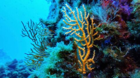 اتفاقية الأمم المتحدة للتنوع البيولوجي البحري تدخل حيز التنفيذ